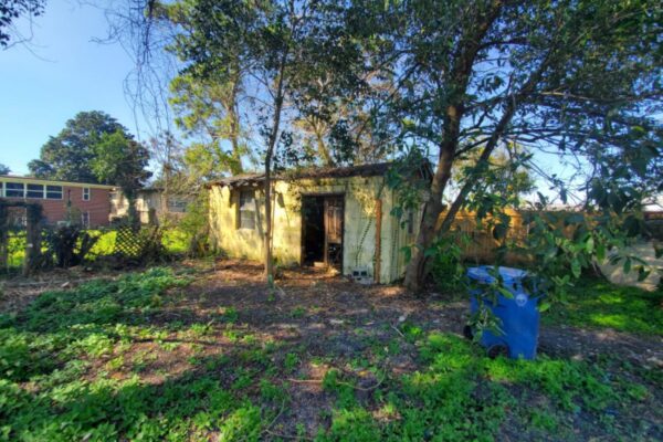 2616 ligustrum (14)