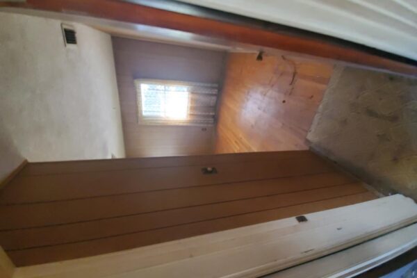 2616 ligustrum (21)